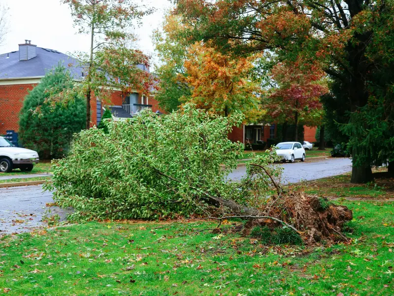 Assessing the Damage After the Storm