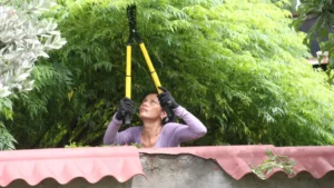 Why Regular Tree Pruning Is Important for Property Safety