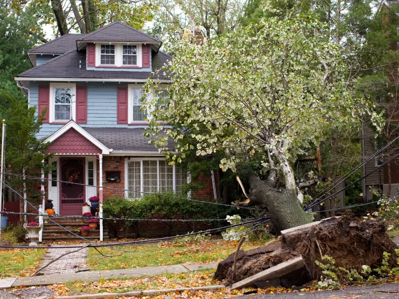 Understanding the Risks of Storm-Damaged Trees