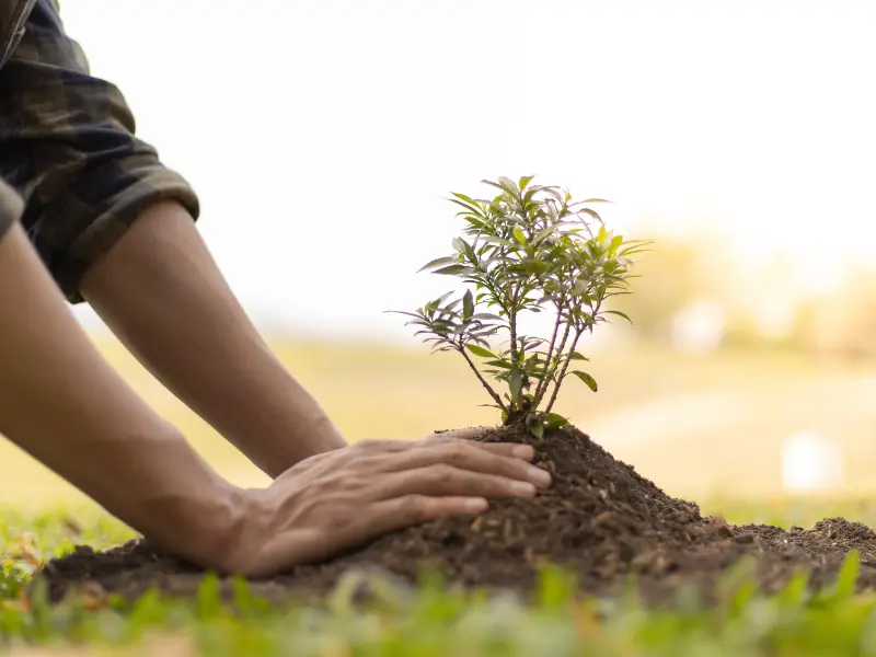 Why Rural McKean Requires Professional Tree Care