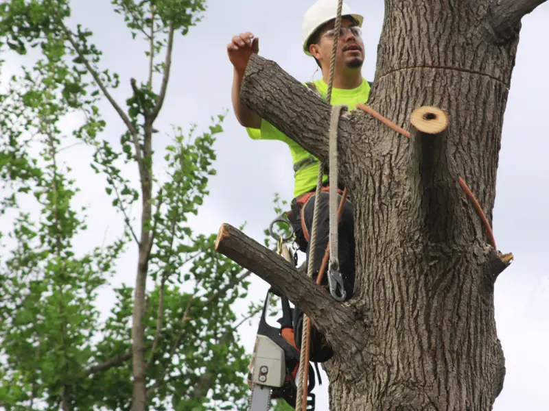 Tree Removal vs DIY Risks