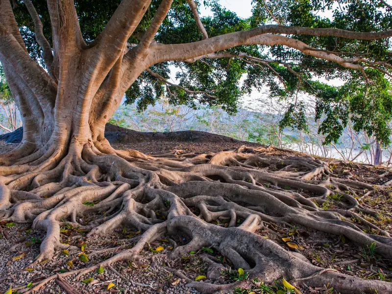 Protect Trees with Deep Root Care Erie