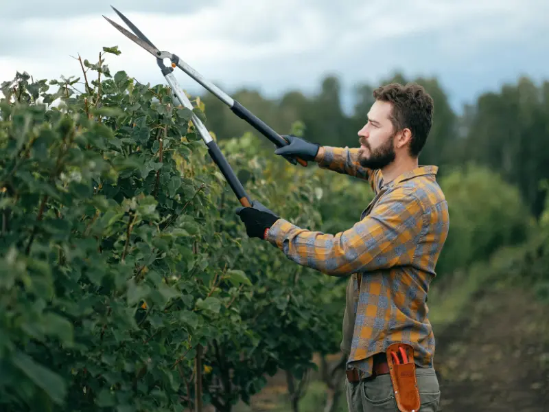 Tree trimming Fairview