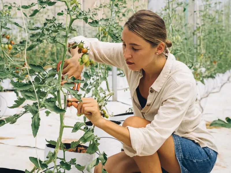 So, why pruning improves tree health in McKean?