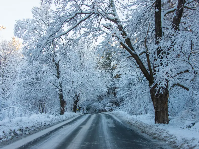 Tree Winterization