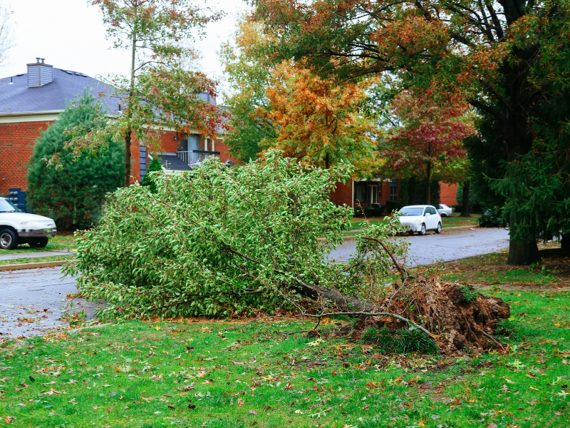 The Role of Urban Forestry in Reducing City Heat