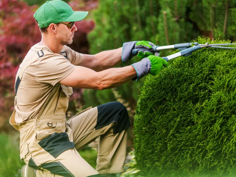Best tree maintenance tips for Waterford PA communities