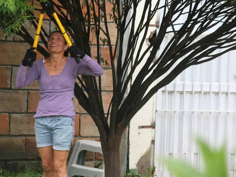 Tree maintenance Waterford PA