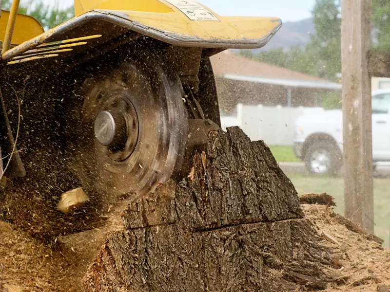 What to expect from tree removal in Waterford PA
