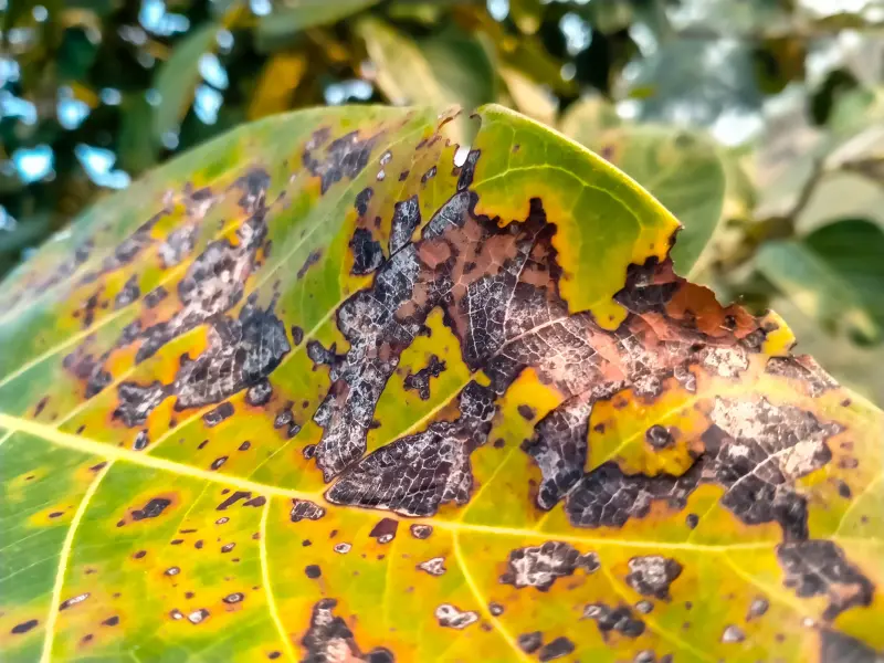 Anthracnose