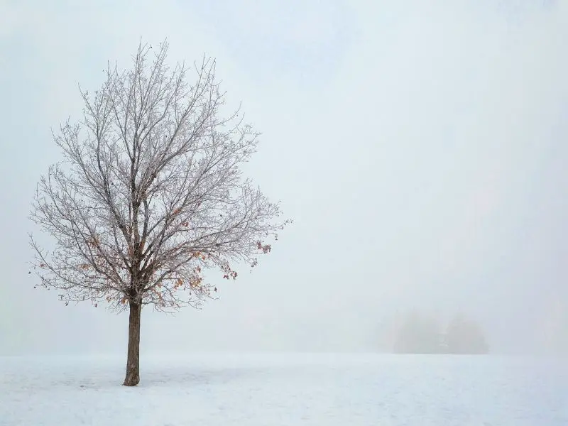 Rural and Urban Tree Safety Tips