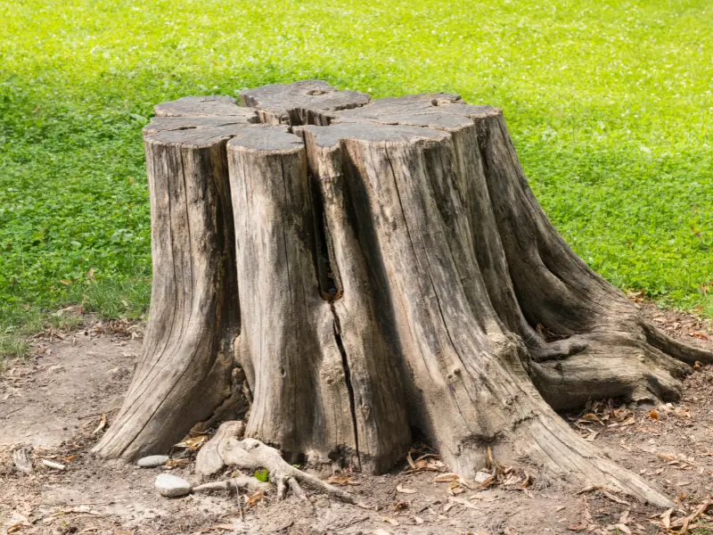Why Tree Stumps Are a Problem