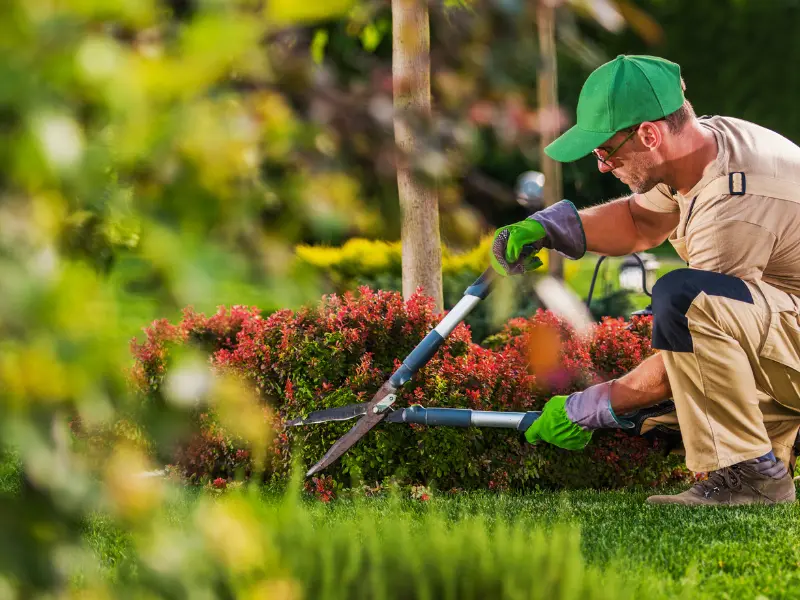 Local Tree Stump Solutions and Geo Targeting