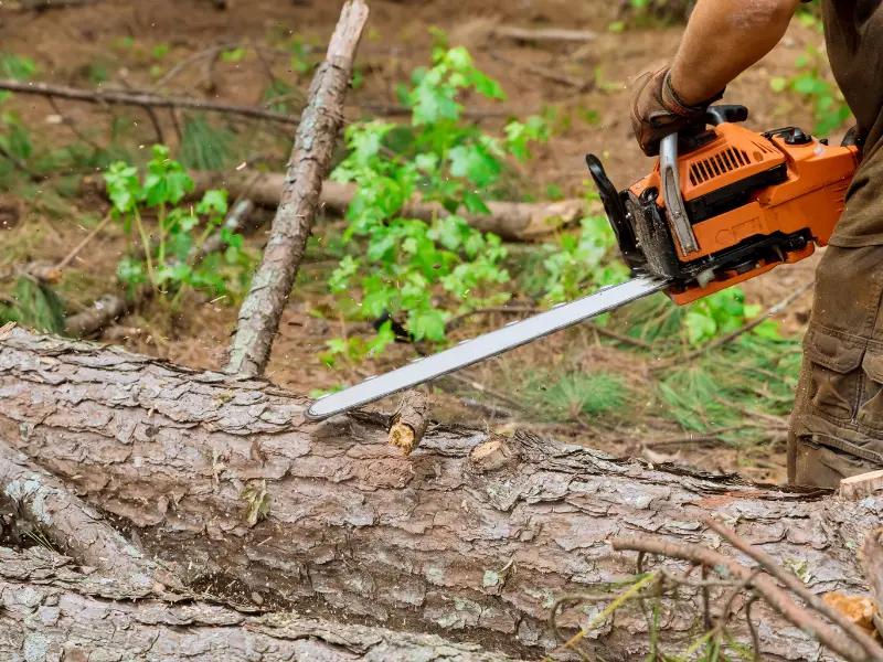 KD Tree Services: A Cut Above the Rest