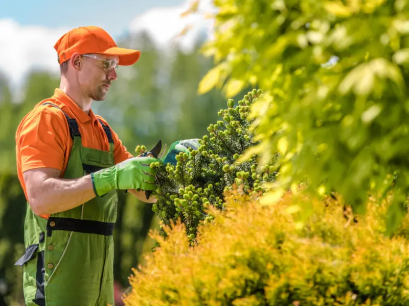 How to Choose Stump Grinding Services in Westfield, NY