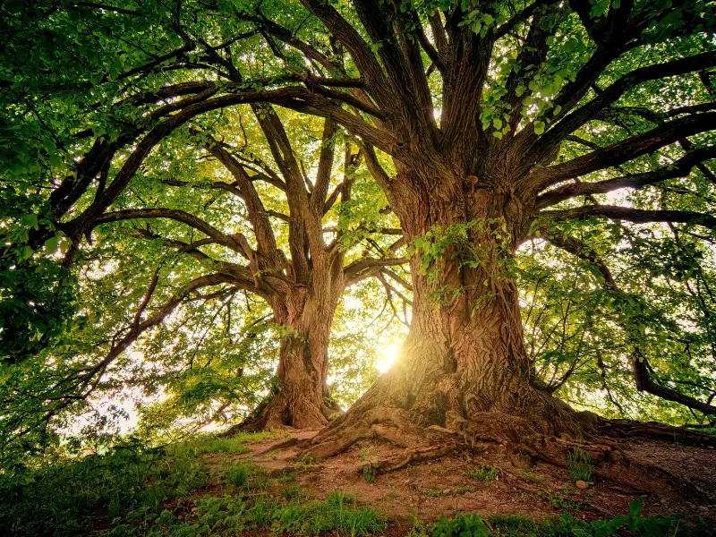 Healthier Trees = Higher Property Value
