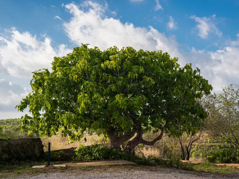 Seasonal Tree Care Tips for Windy Weather