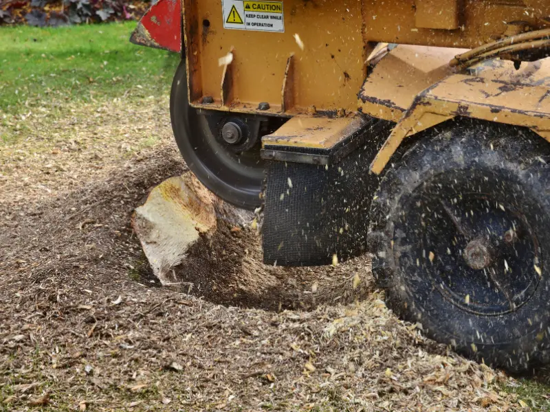 What Is Stump Grinding?