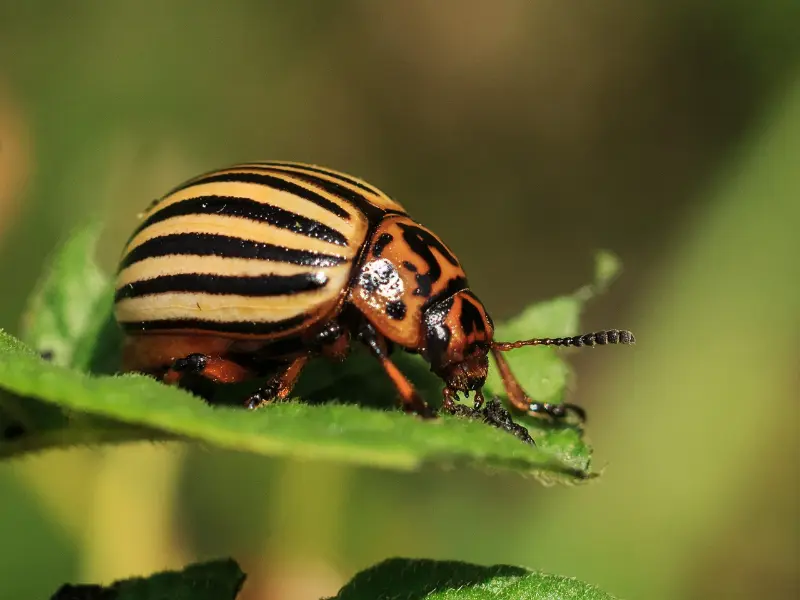 When to Call an Arborist for Tree Pests in Jackson