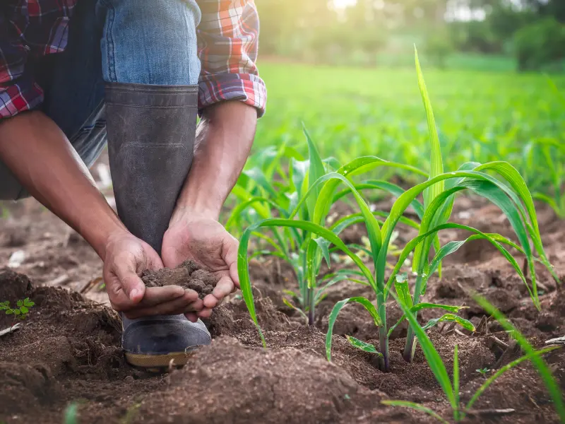 Key Components of Sustainable Tree Care
