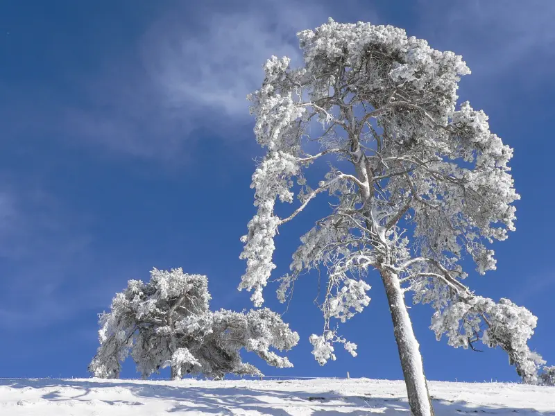 Tree Safety from Winter Snow for Westfield Properties