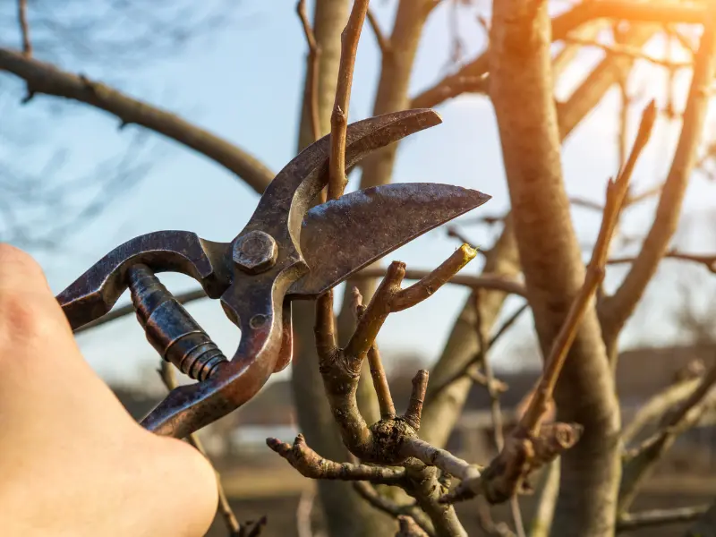 What is Tree Pruning?