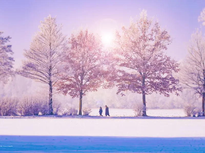 Why Buffalo Trees Are Vulnerable During Cold Weather