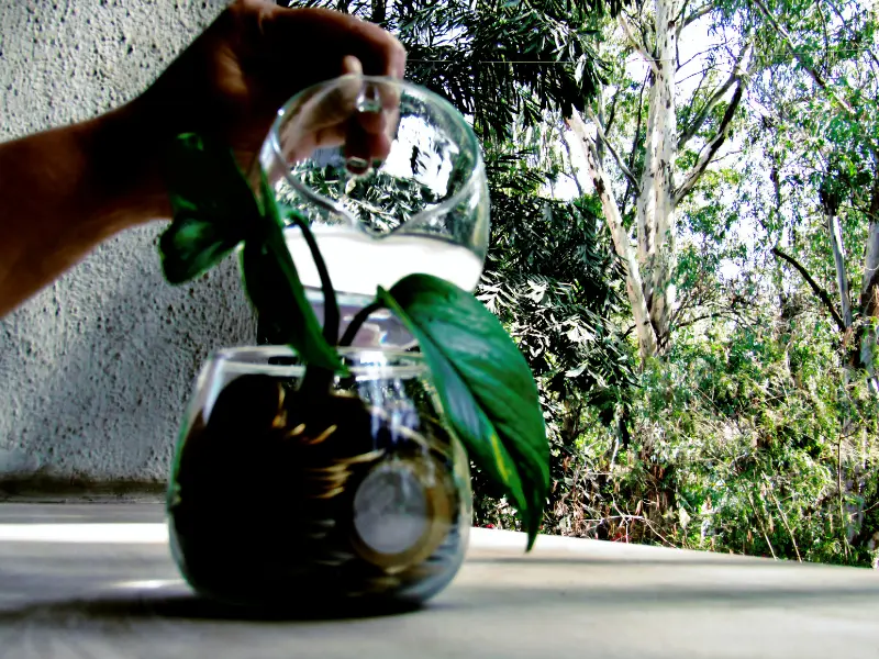Watering Wisely Before the Freeze