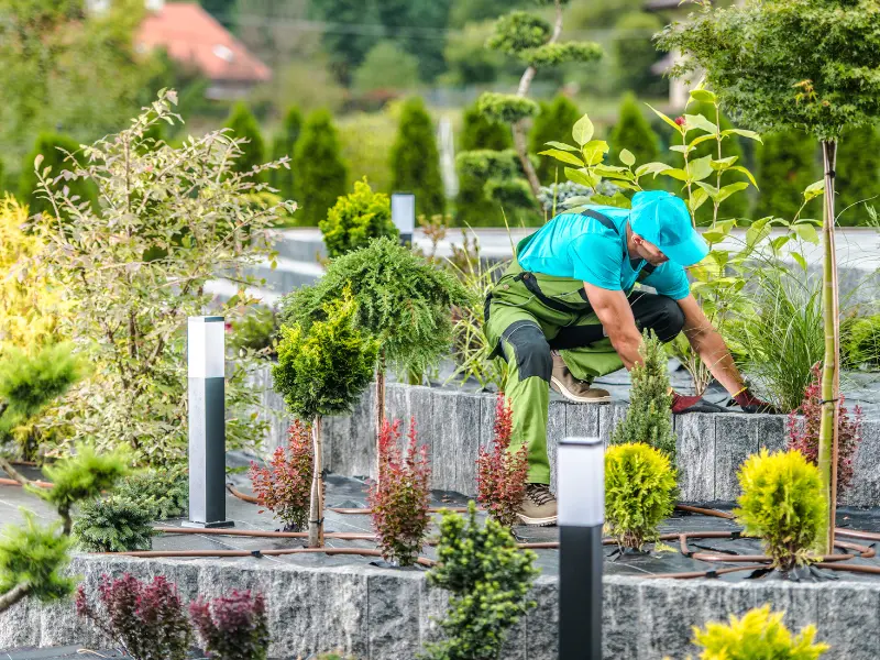 What to Look for in a Tree Company in McKean PA