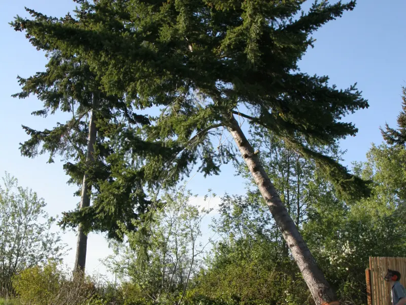 Prune and Remove Hazardous Branches.