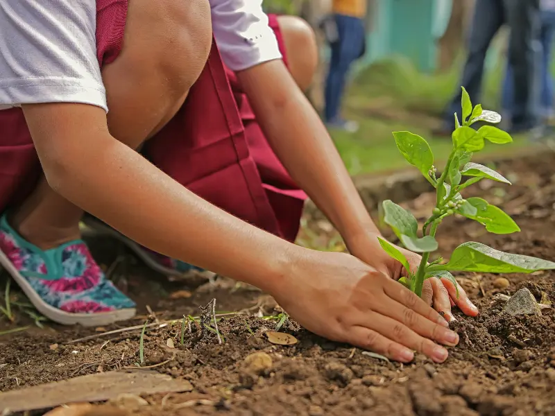 How to Save a Tree with Root Rot