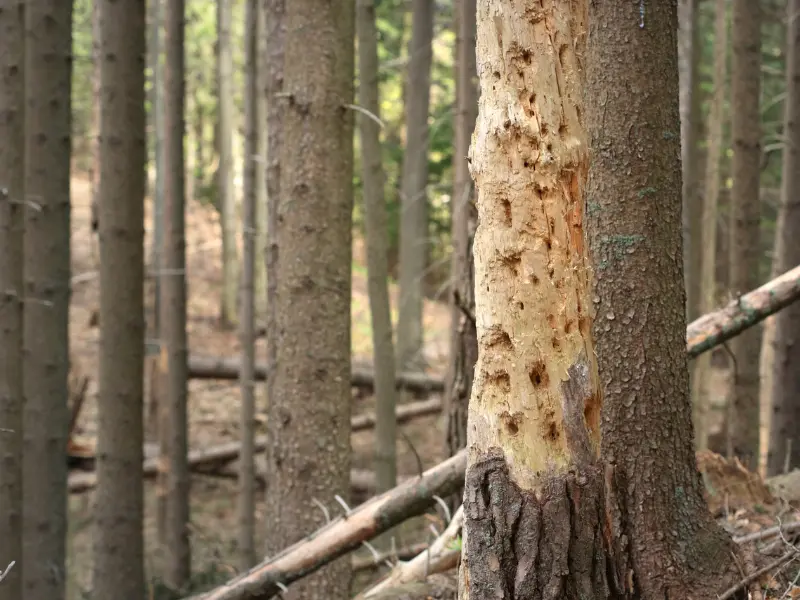 Common Tree Diseases in Waterford's Rural Area