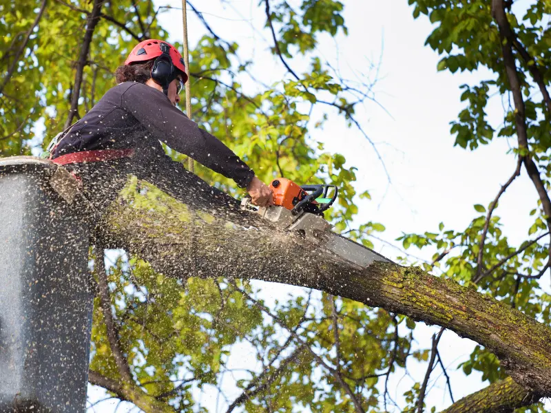 When Should You Call for Emergency Tree Removal in Albany?