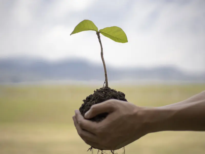 Identifying Vulnerable Trees Around Your Property