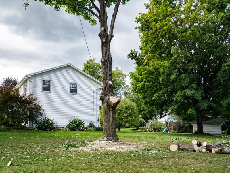 Tree Removal vs DIY Risks