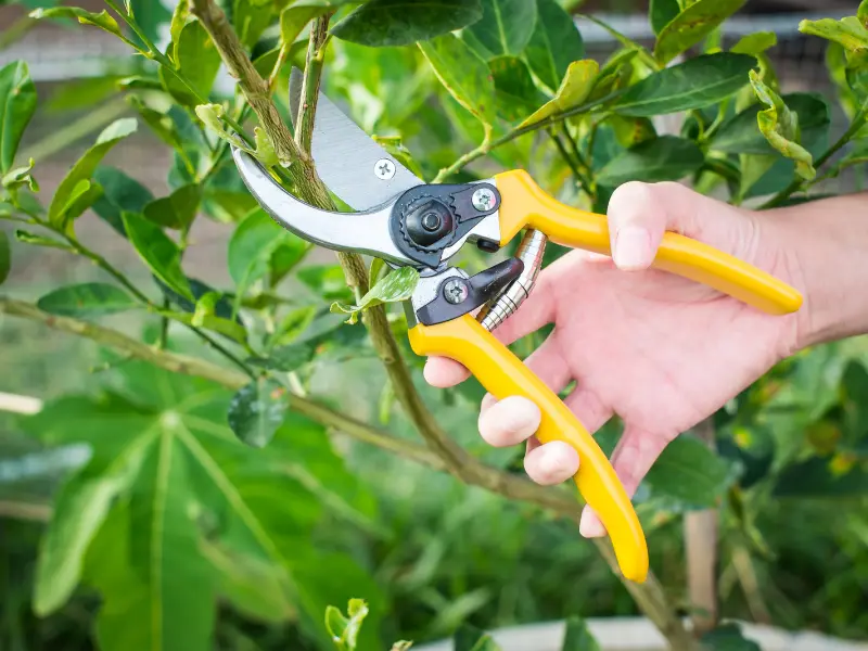Best time to prune trees in Fairview PA - Winter