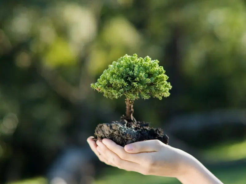Avoid These Tree Care Mistakes