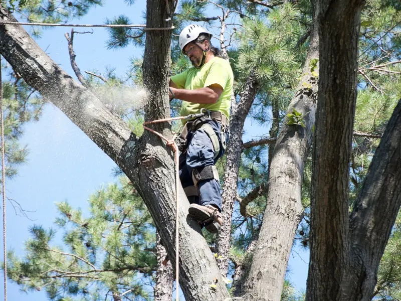 When to call for emergency tree services in McKean