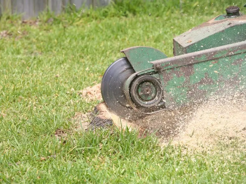 What to expect from stump grinding in McKean