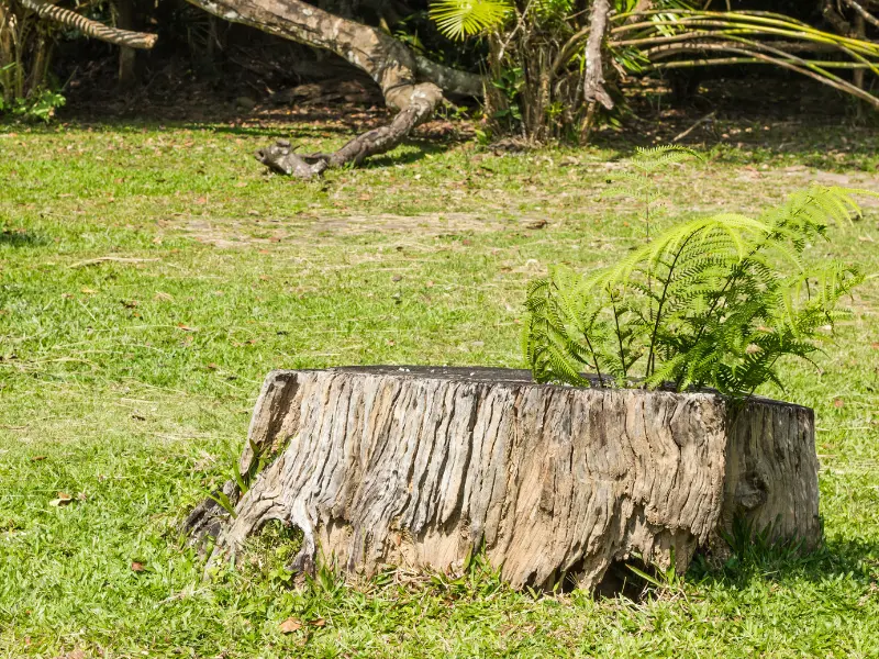 What Factors Can Affect the Cost of Stump Grinding?
