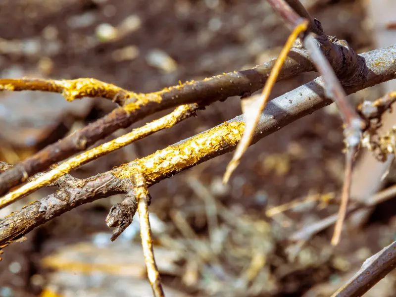 Prevent tree damage during McKean winters