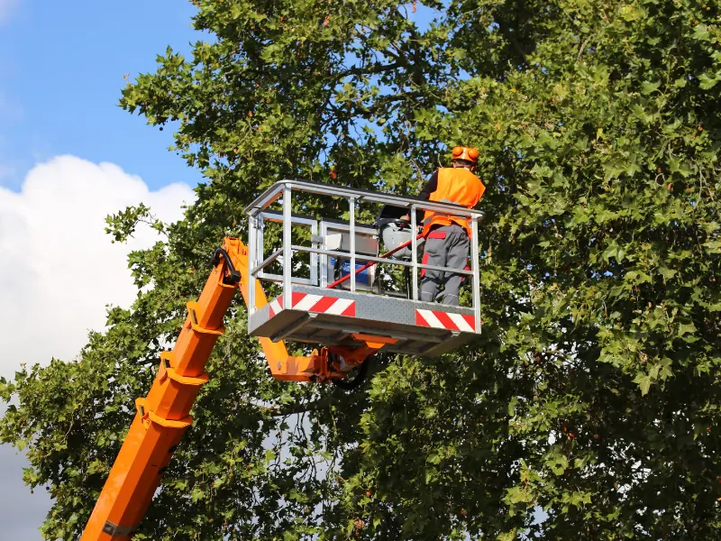 Budget tree cutting Fairview - Tree service pricing in Fairview