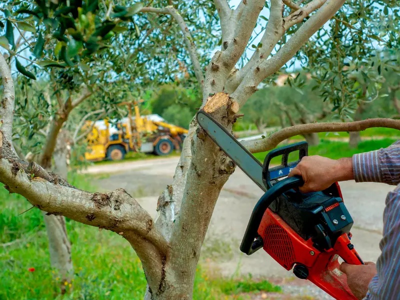 Our Unique Advantages: Why Choose KD Tree Services