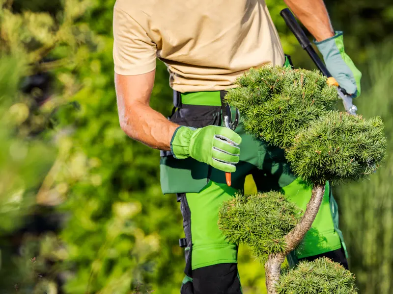 3 18 2 Managing Tree Pests in Jackson's Rural Areas