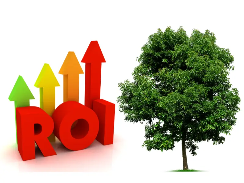Financial ROI: Tree Care as a Long-Term Investment
