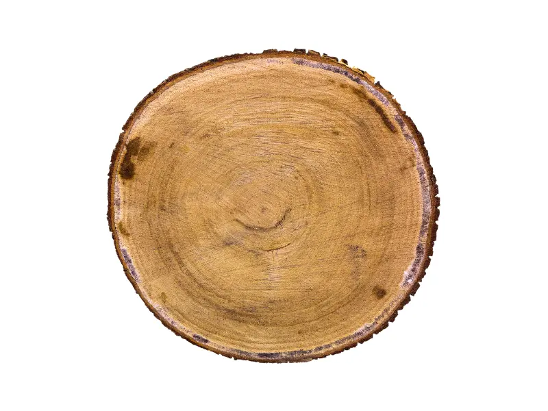 Emergency Tree Services: What to Do When a Tree Falls on Your Property