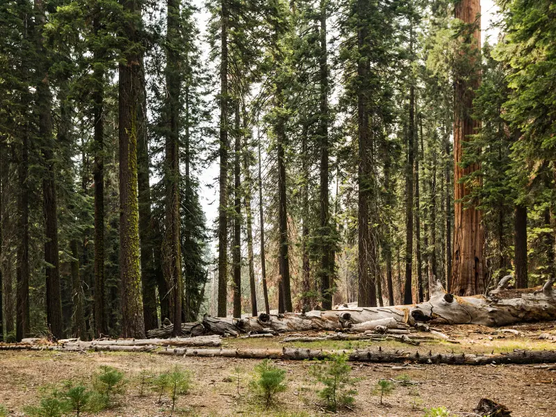 Why Hiring a Certified Arborist Matters
