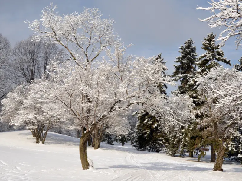 Why Winter Tree Care in Jackson, PA Matters