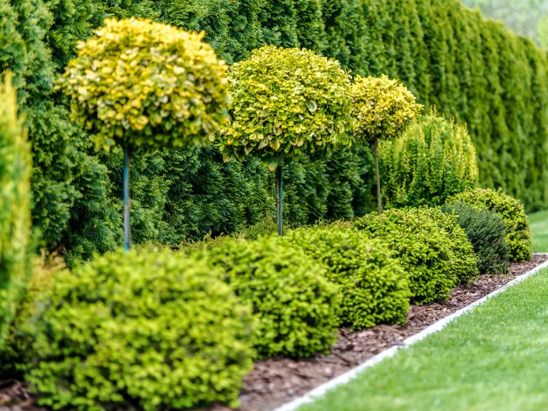 Benefits of Green Landscaping and Organic Tree Care