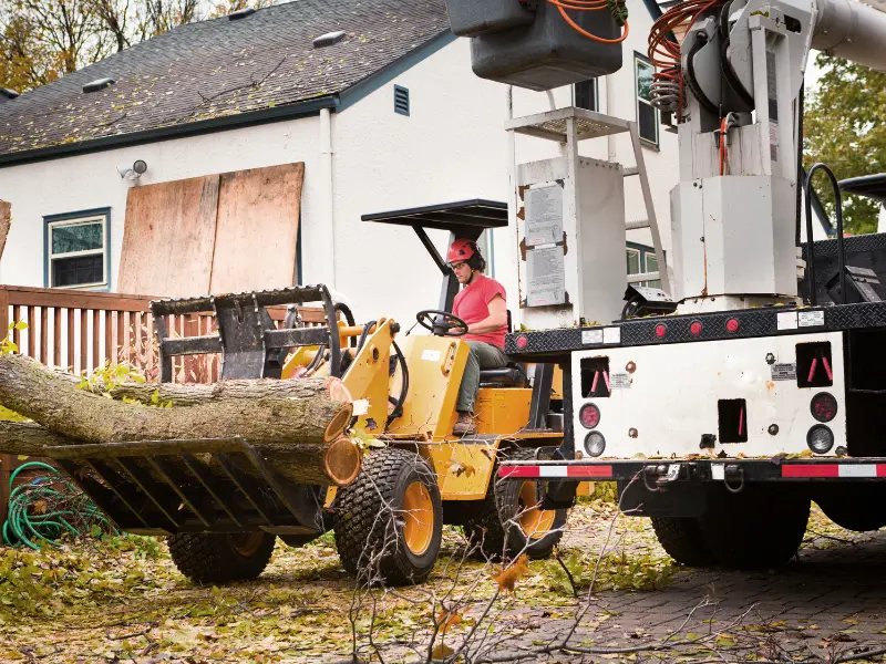How Regular Tree Care Adds Value to Your Property